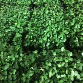 fresh vegetables speyfruit online ordering cress